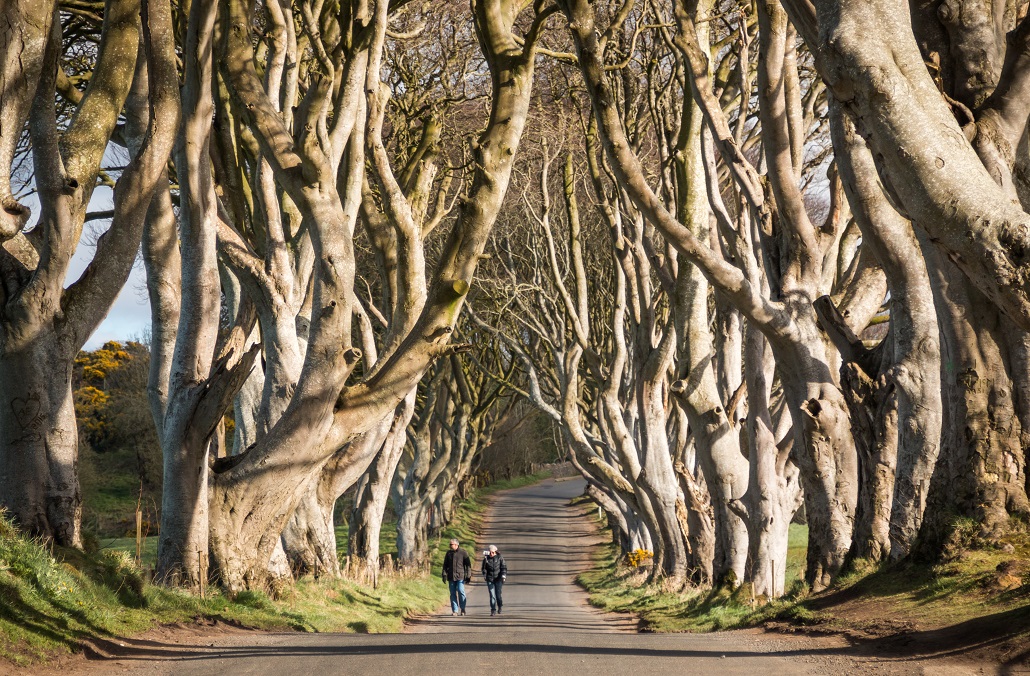 Las w Irlandii Północnej Gra o tron dark hedges